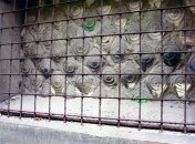 Falconnier Glass Bricks