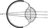 The far-sighted eye