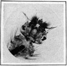 Larva of mosquito