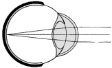 The normal eye