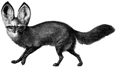 Bat-Eared Fox