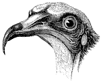 Egyptian Vulture