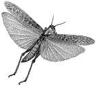 Locust
